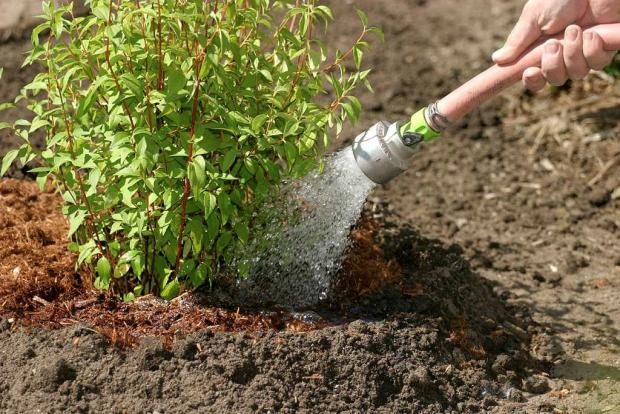 Watering a shrub