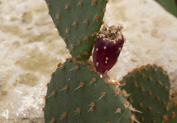 Paddle cactus (Opuntia sp.) in fruit