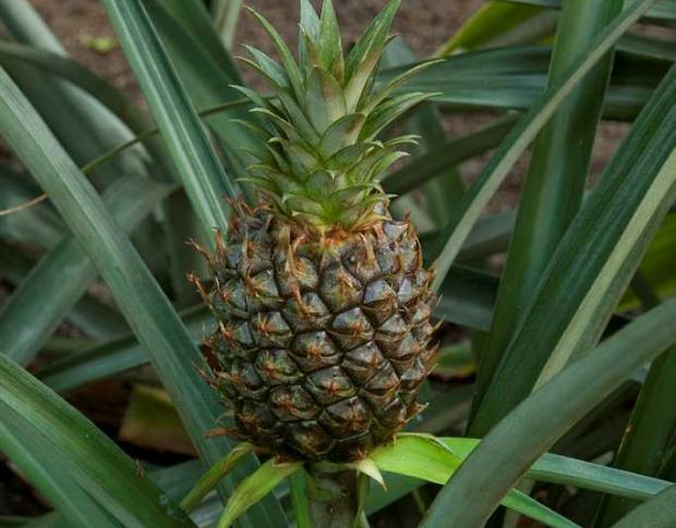 Ananas comosus cv.