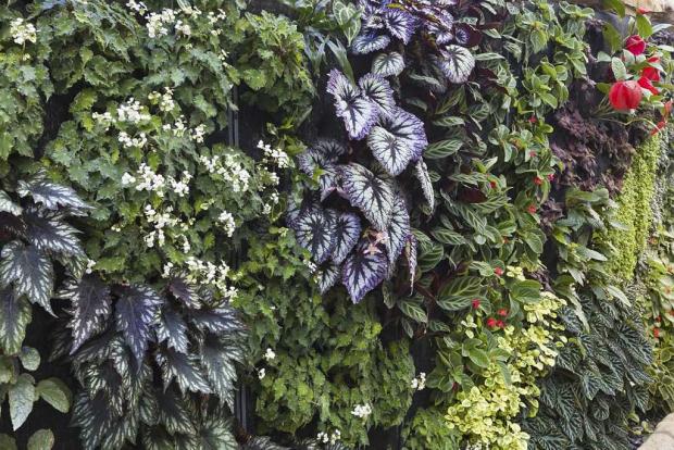 Mur végétal de bégonias et de gesnériacées