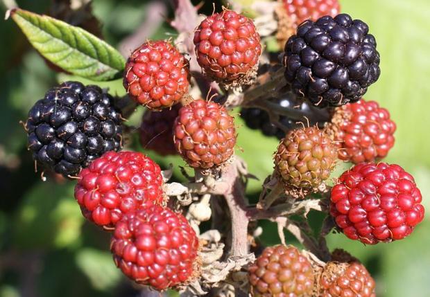Rubus sp.