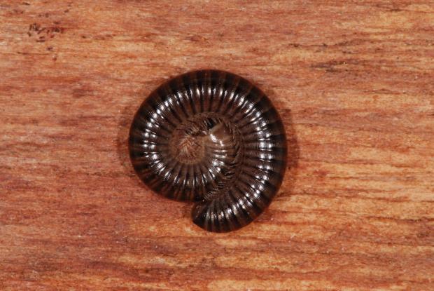 Narceus americanus