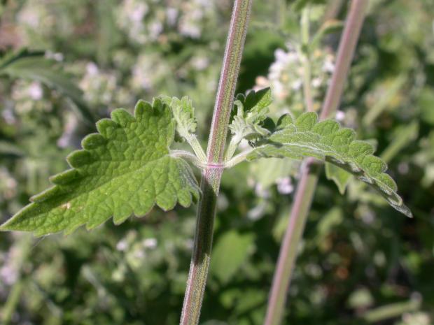 Nepeta cataria