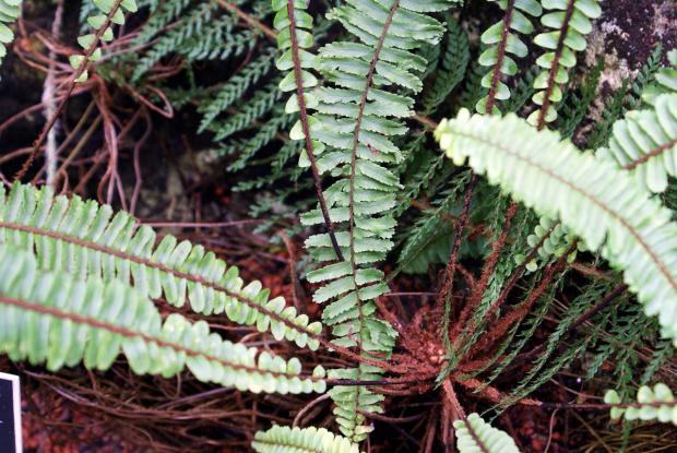Nephrolepis cordifolia