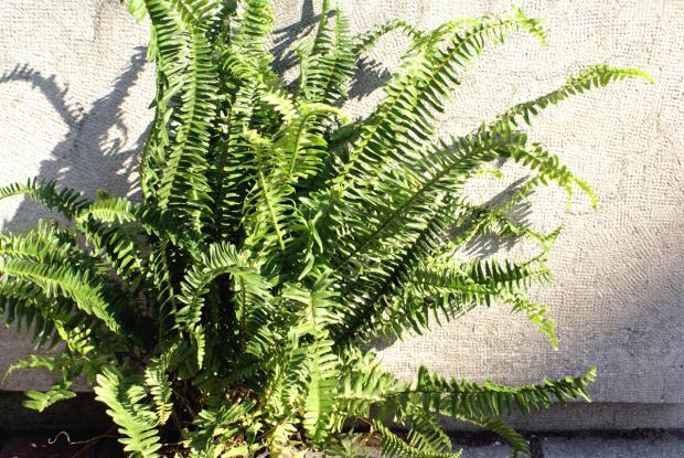 Nephrolepis obliterata 'Kimberly Queen'