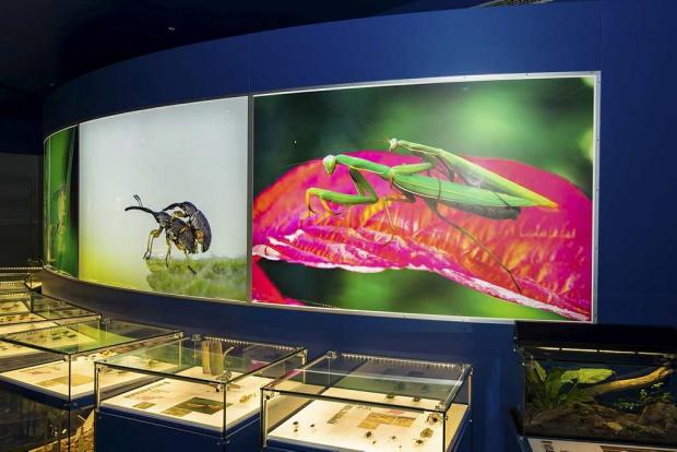 We Are the Insects, a permanent exhibition.