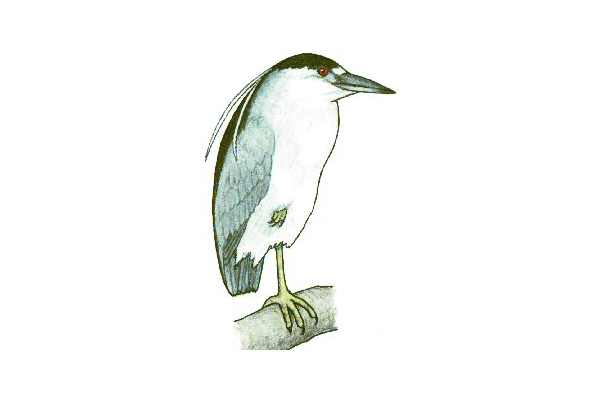 Nycticorax nycticorax