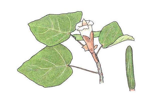Ochroma pyramidale (Cav. ex Lam.) Urban