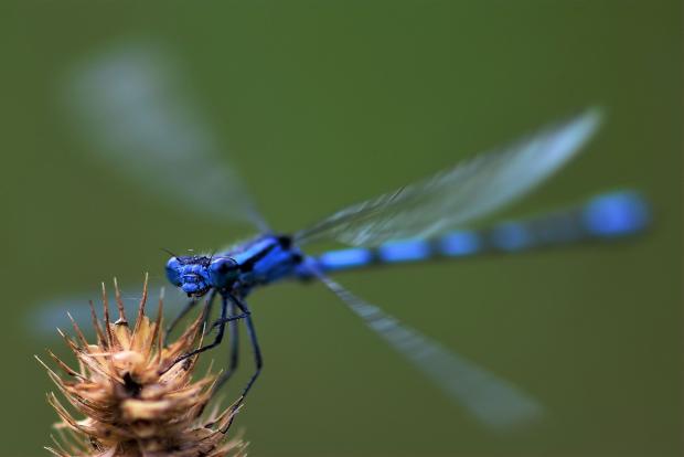 Odonata (ordre).