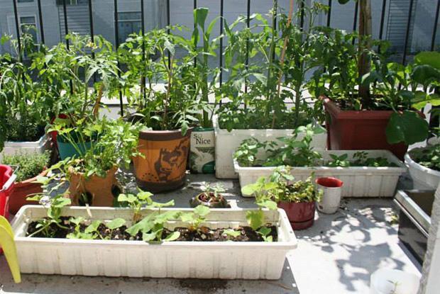 Gardening on the balcony