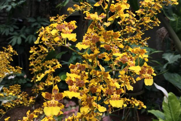 Oncidium sphacelatum