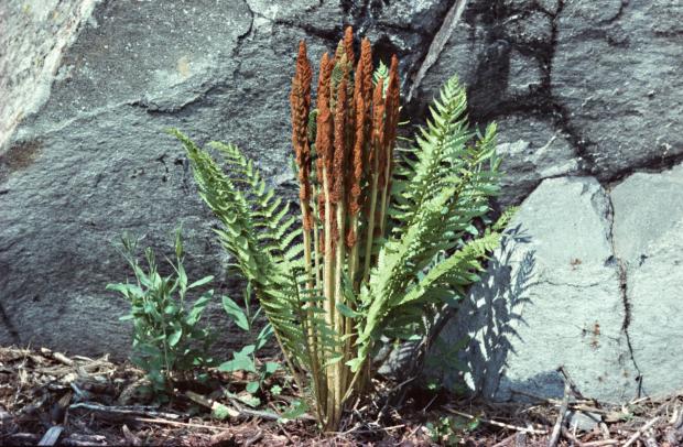 Osmunda cinnamomea