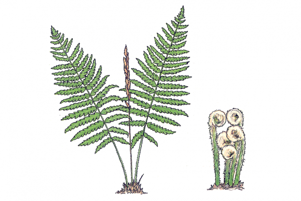 Osmunda cinnamomea