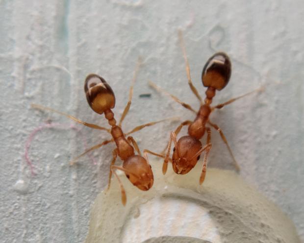 Pharaoh ant (Monomorium pharaonis)