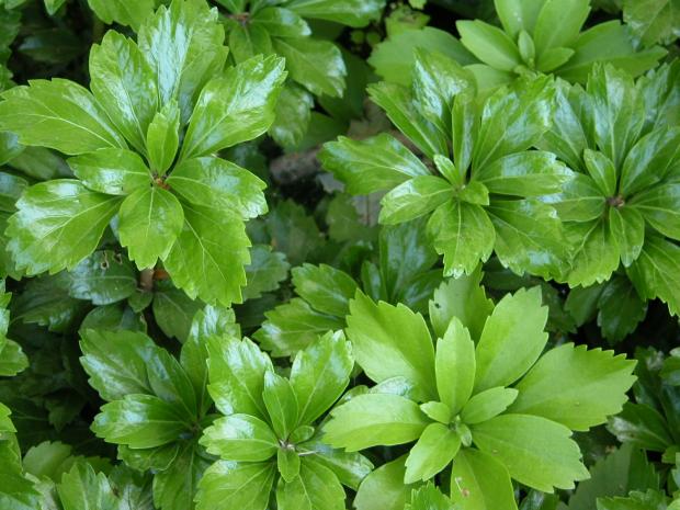 Pachysandra terminalis