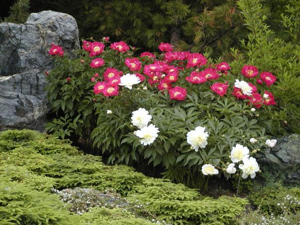 Paeonia cv.