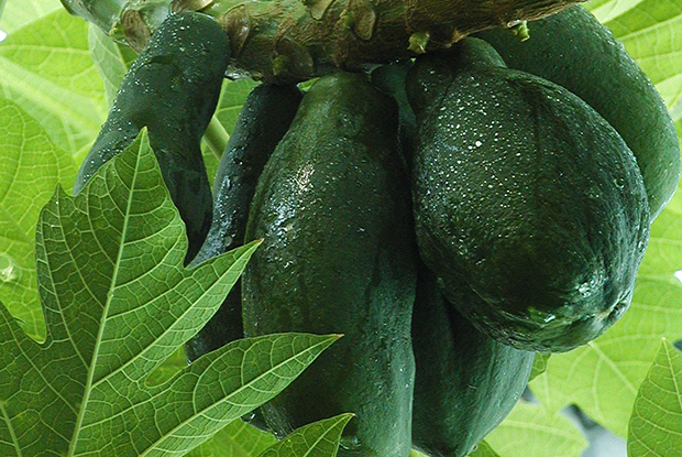 Papayes dans un papayer (Carica papaya)