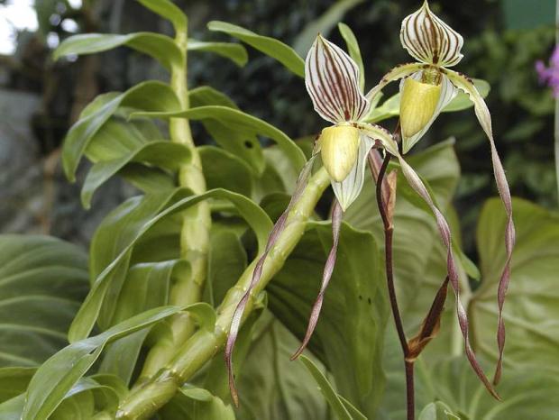 Paphiopedilum philippinense var. roebelinii