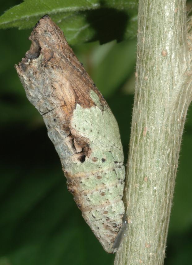 Papilio anchisiades, Costa Rica.