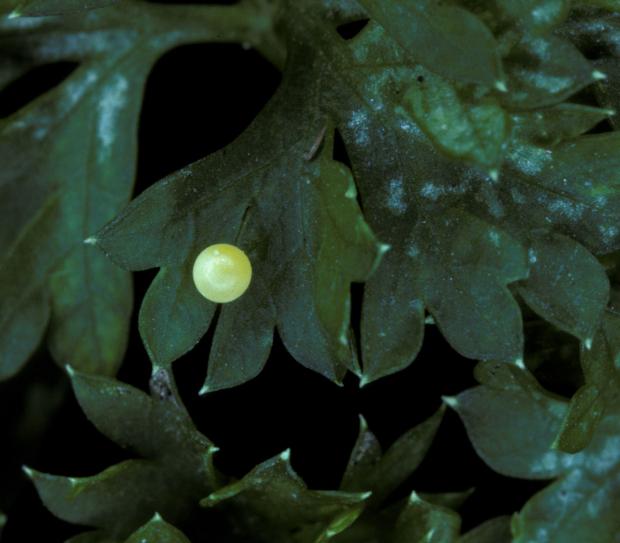 Papilio polyxenes asterius, Québec, Canada.