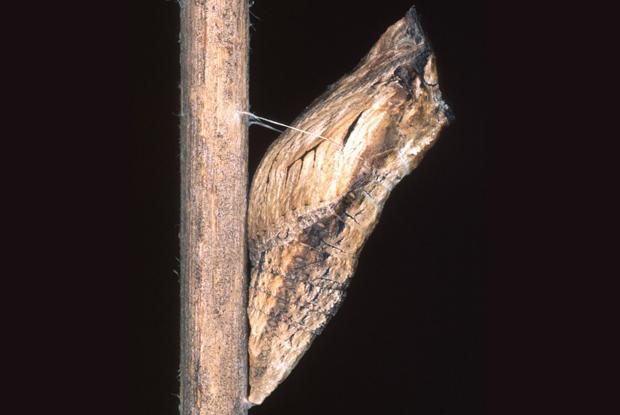 Papilio polyxenes asterius, chrysalide, Québec, Canada.