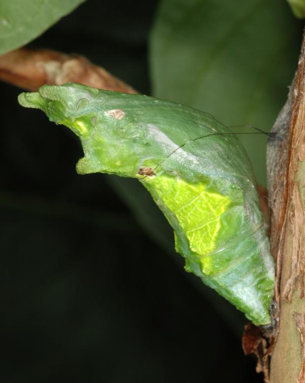 Papilio rumanzovia, Philippines.