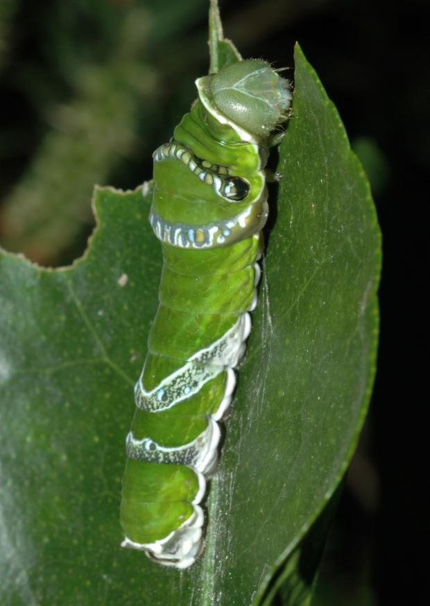 Papilio rumanzovia, Philippines.