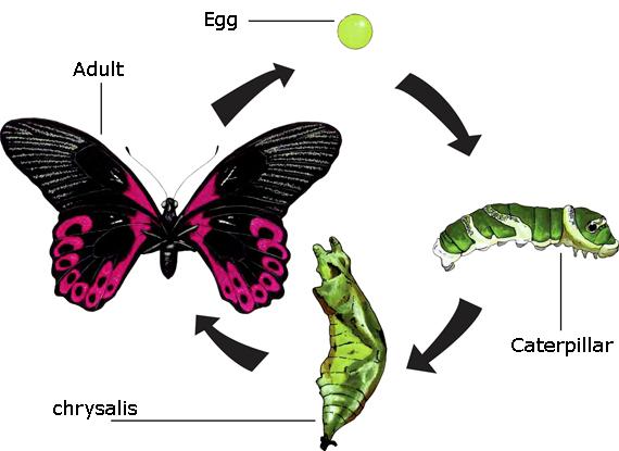 Complete metamorphosis of insects