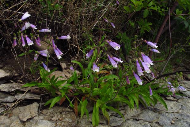 Penstemon hirsutus