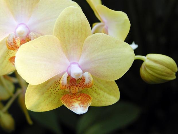 Phalaenopsis 'Leyte Gold'