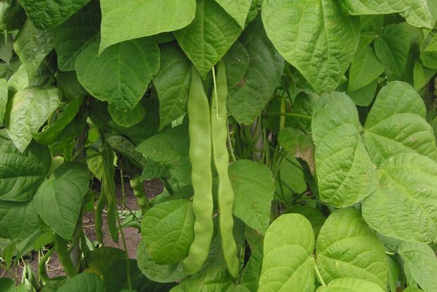 Phaseolus vulgaris