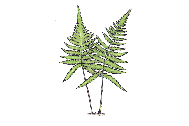 Phegopteris connectilis (Dryopteris Phegopteris)