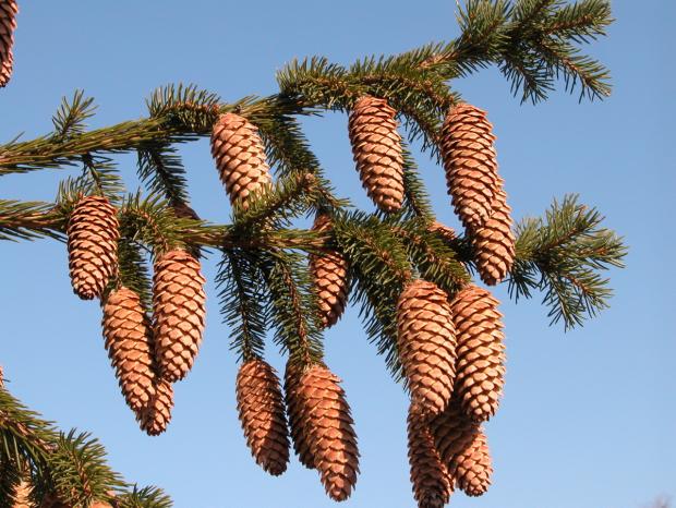 Picea abies 'Rubra Spicata' (cones)