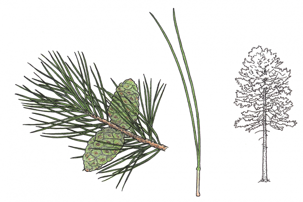 Pinus resinosa