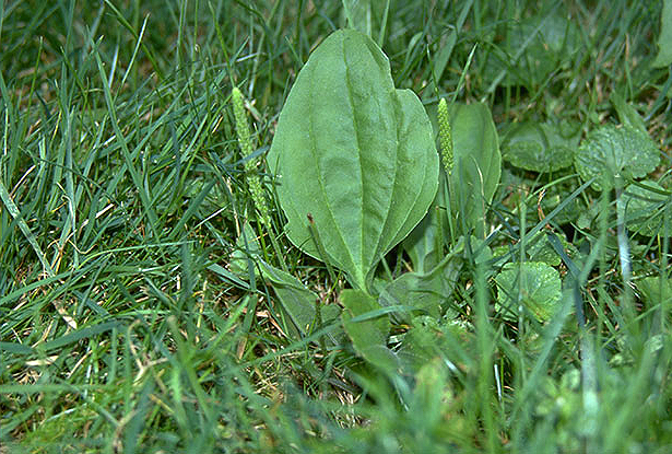 Plantain in a lawn