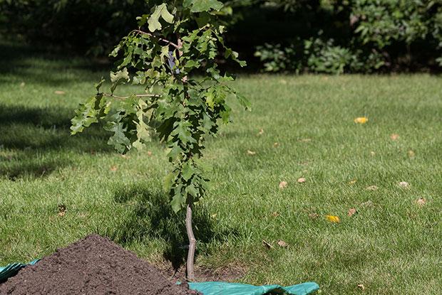 Young oak tree and pile of soil.