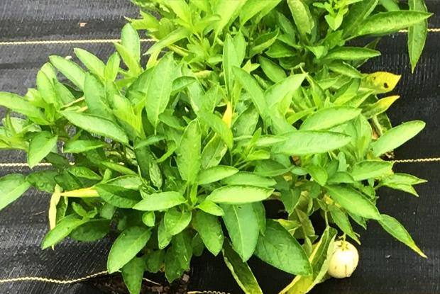 Pepino (Solanum muricatum)