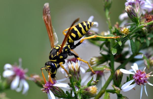 Polistes dominula, Québec, Canada.