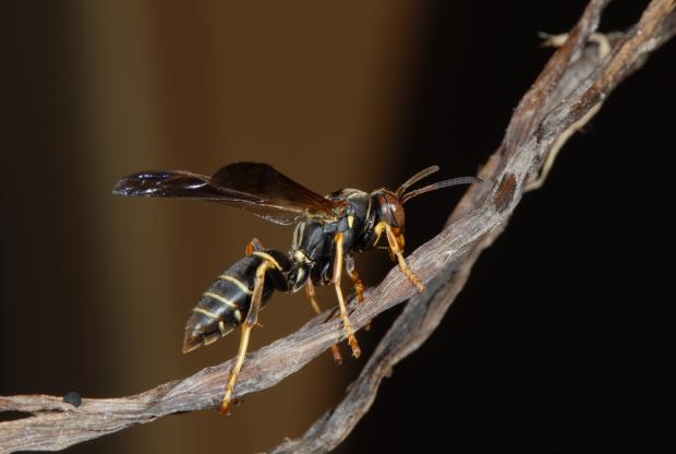 Polistes fuscatus.