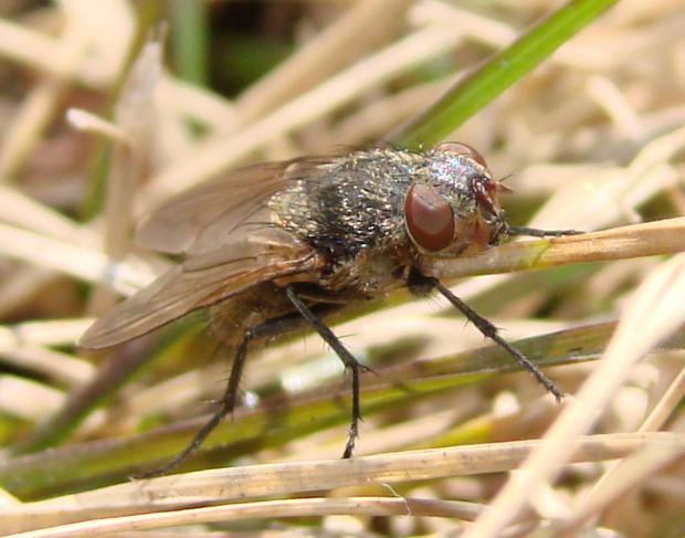 Pollenia sp., Québec, Canada.