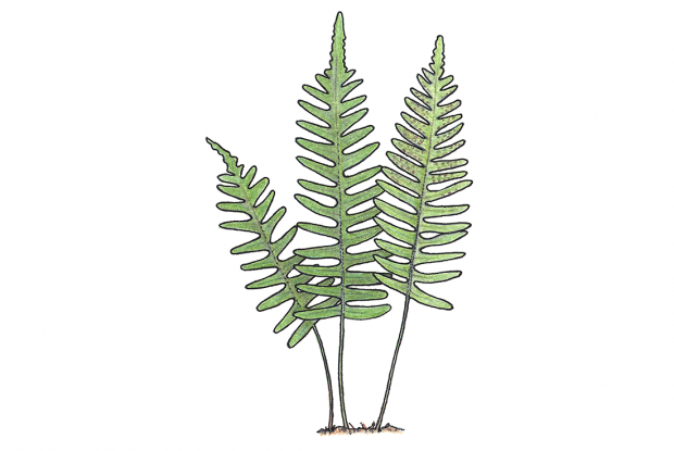 Polypodium virginianum