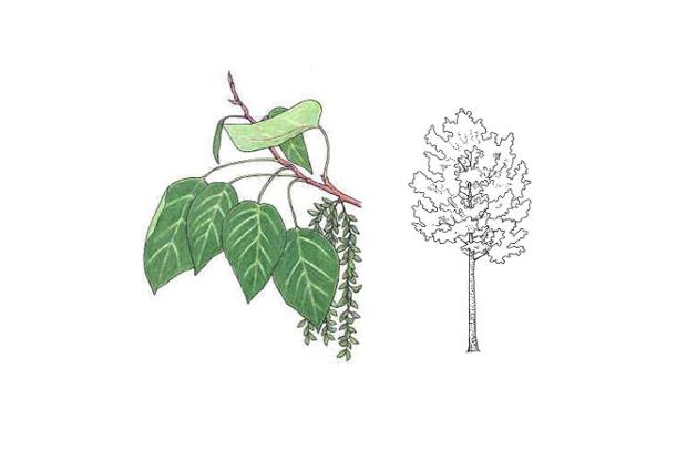 Populus balsamifera