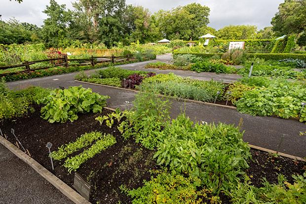 Vegetable gardens at the Jardin botanique de Montréal