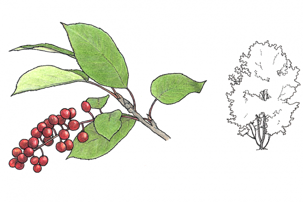 Prunus virginiana