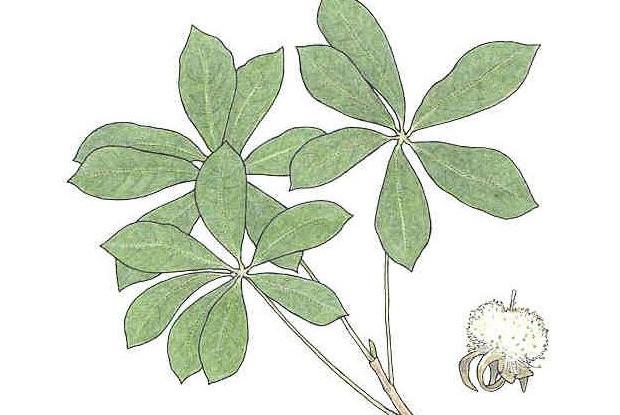 Pseudobombax septenatum (Jacq.) Dugand