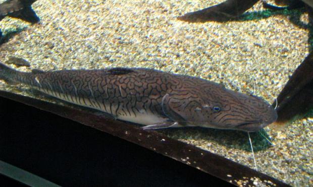 Pseudoplatystoma fasciatum
