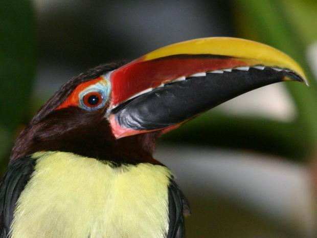 Pteroglossus viridis