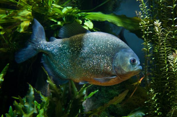 Red-bellied piranha (Pygocentrus nattereri).