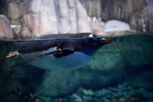 Gentoo penguin (Pygoscelis papua).