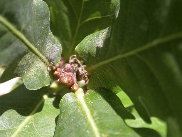 Quercus robur 'Fastigiata'